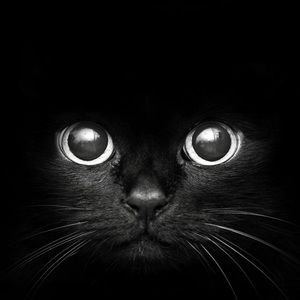 Meet your Posher, Gracie